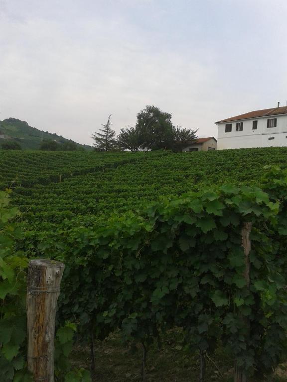 Agriturismo Ai Piacentini Santo Stefano Belbo Kültér fotó